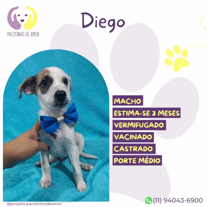 Cachorro raça SRD-ViraLata idade 2 a 6 meses nome Diego