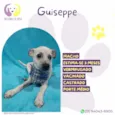 Guiseppe
