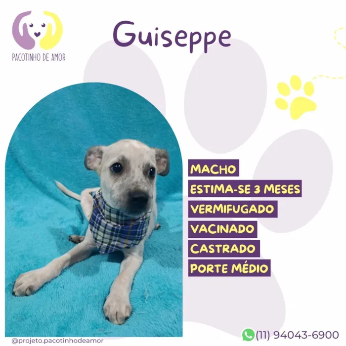 Cachorro raça SRD-ViraLata idade 2 a 6 meses nome Guiseppe
