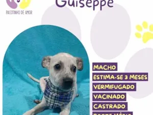 Cachorro raça SRD-ViraLata idade 2 a 6 meses nome Guiseppe