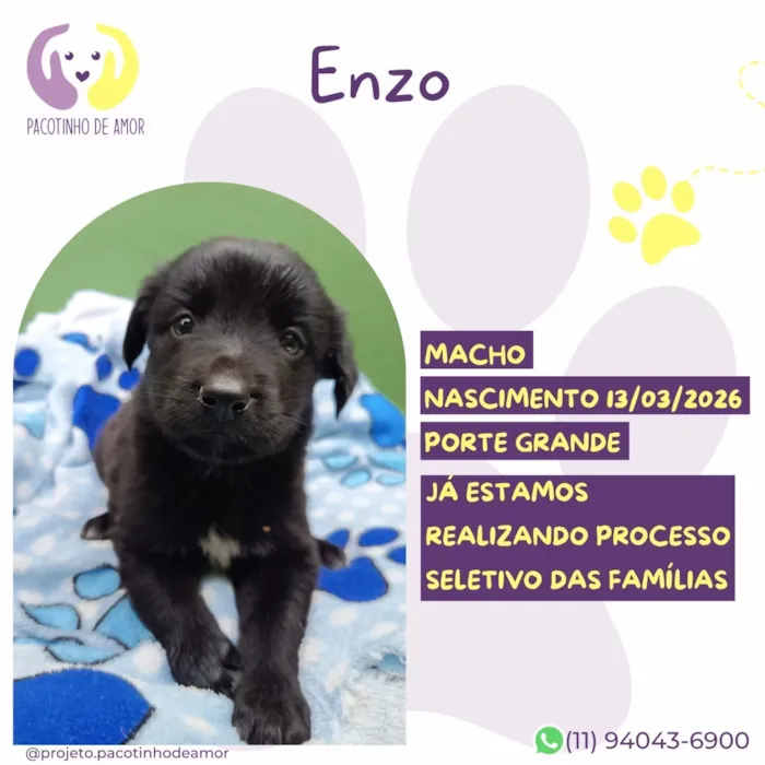 Cachorro raça SRD-ViraLata idade Abaixo de 2 meses nome Enzo