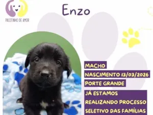 Cachorro raça SRD-ViraLata idade Abaixo de 2 meses nome Enzo