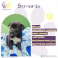 Bernardo