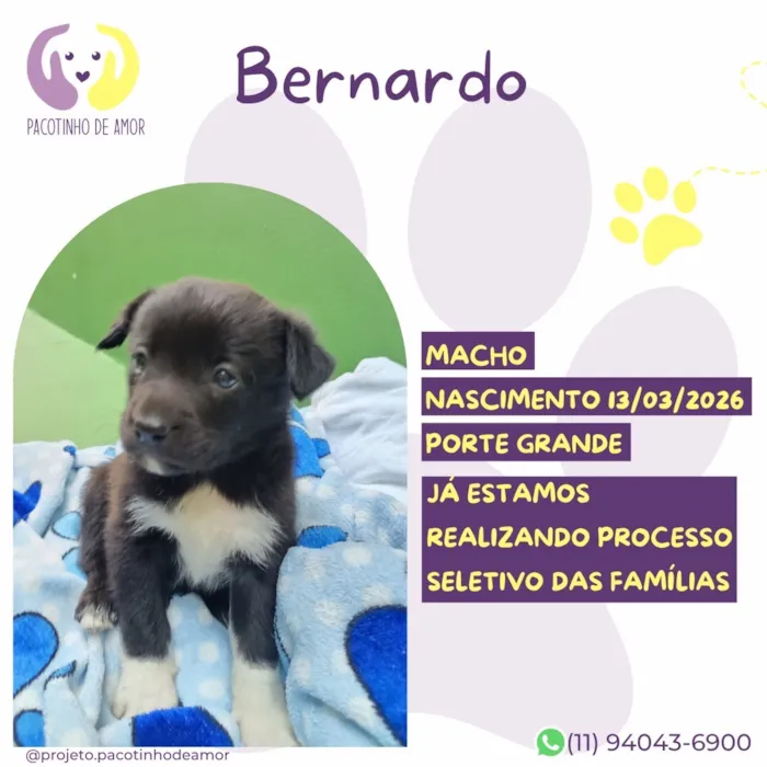 Cachorro raça SRD-ViraLata idade Abaixo de 2 meses nome Bernardo