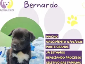 Cachorro raça SRD-ViraLata idade Abaixo de 2 meses nome Bernardo