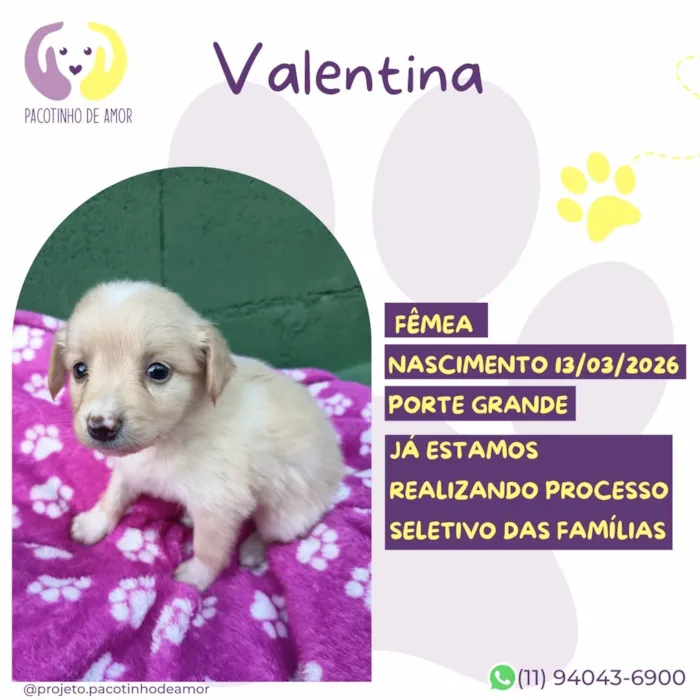 Cachorro raça  idade Abaixo de 2 meses nome Valentina 