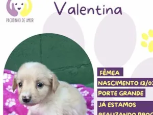 Cachorro raça  idade Abaixo de 2 meses nome Valentina 