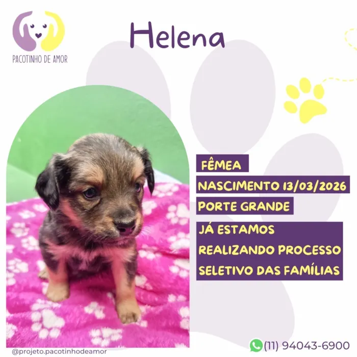 Cachorro raça SRD-ViraLata idade Abaixo de 2 meses nome Helena