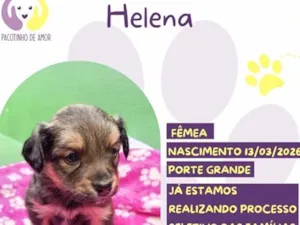 Cachorro raça SRD-ViraLata idade Abaixo de 2 meses nome Helena