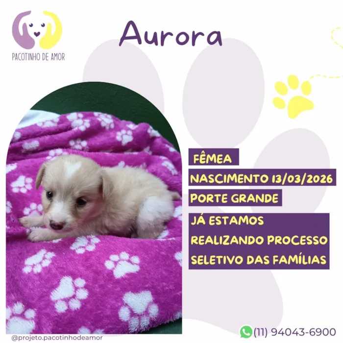Cachorro raça SRD-ViraLata idade Abaixo de 2 meses nome Aurora