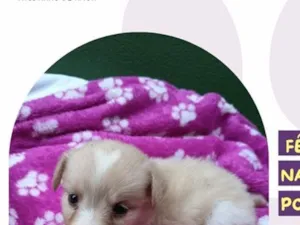 Cachorro raça SRD-ViraLata idade Abaixo de 2 meses nome Aurora