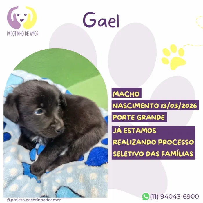 Cachorro raça SRD-ViraLata idade 2 a 6 meses nome Gael