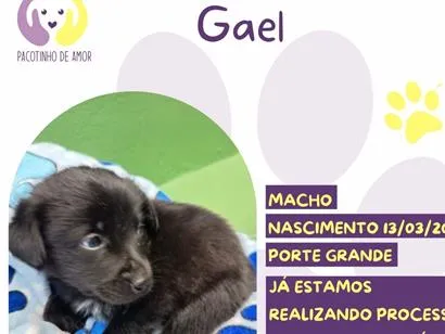 Cachorro raça SRD-ViraLata idade 2 a 6 meses nome Gael