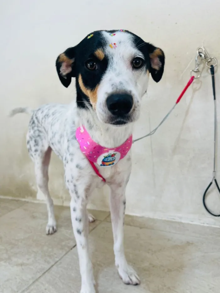 Cachorro raça SRD-ViraLata idade 1 ano nome Laika