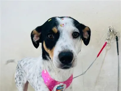 Cachorro raça SRD-ViraLata idade 1 ano nome Laika