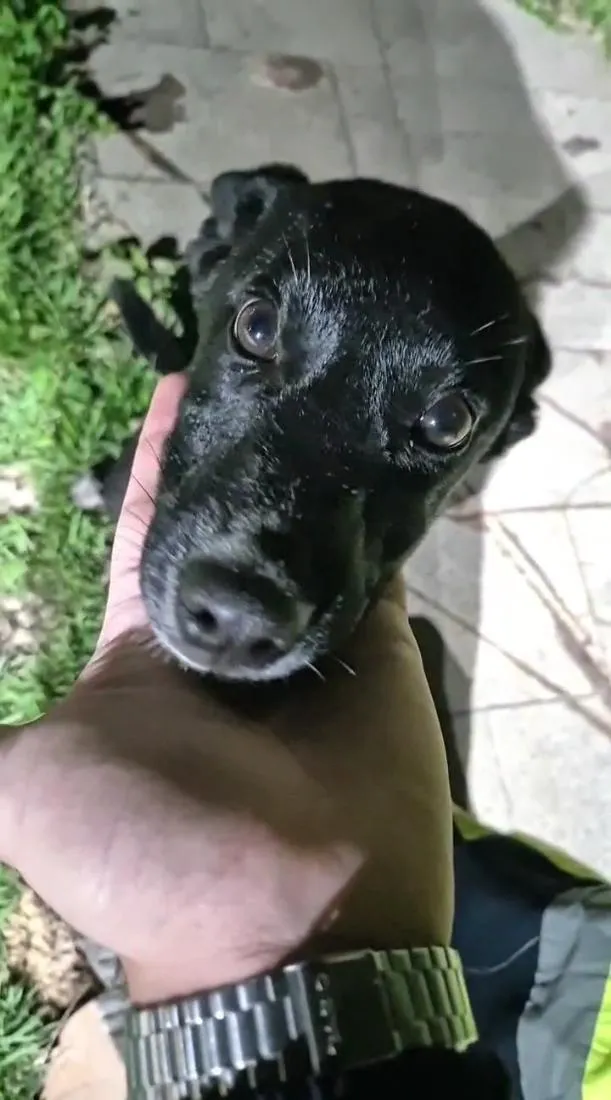 Cachorro raça SRD-ViraLata idade 2 a 6 meses nome Chico
