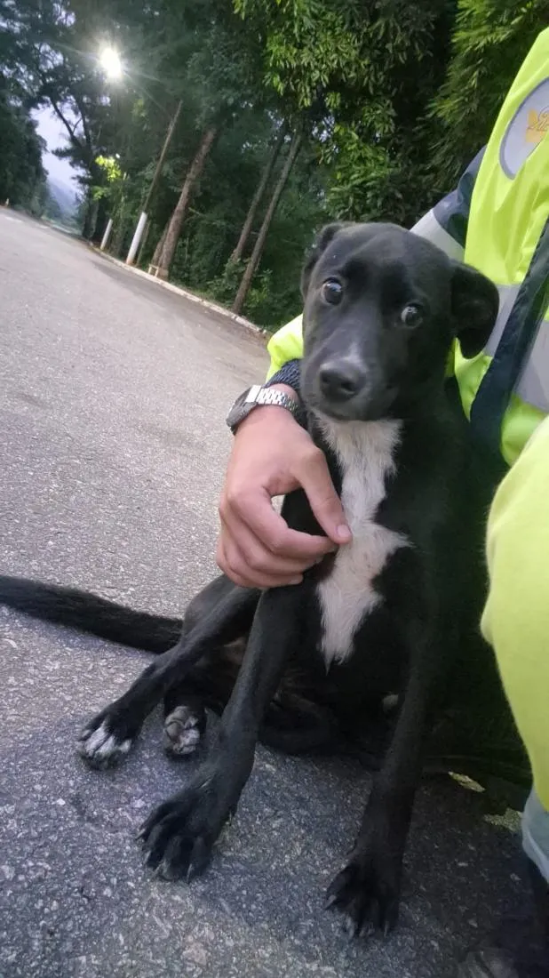 Cachorro raça SRD-ViraLata idade 2 a 6 meses nome Chico