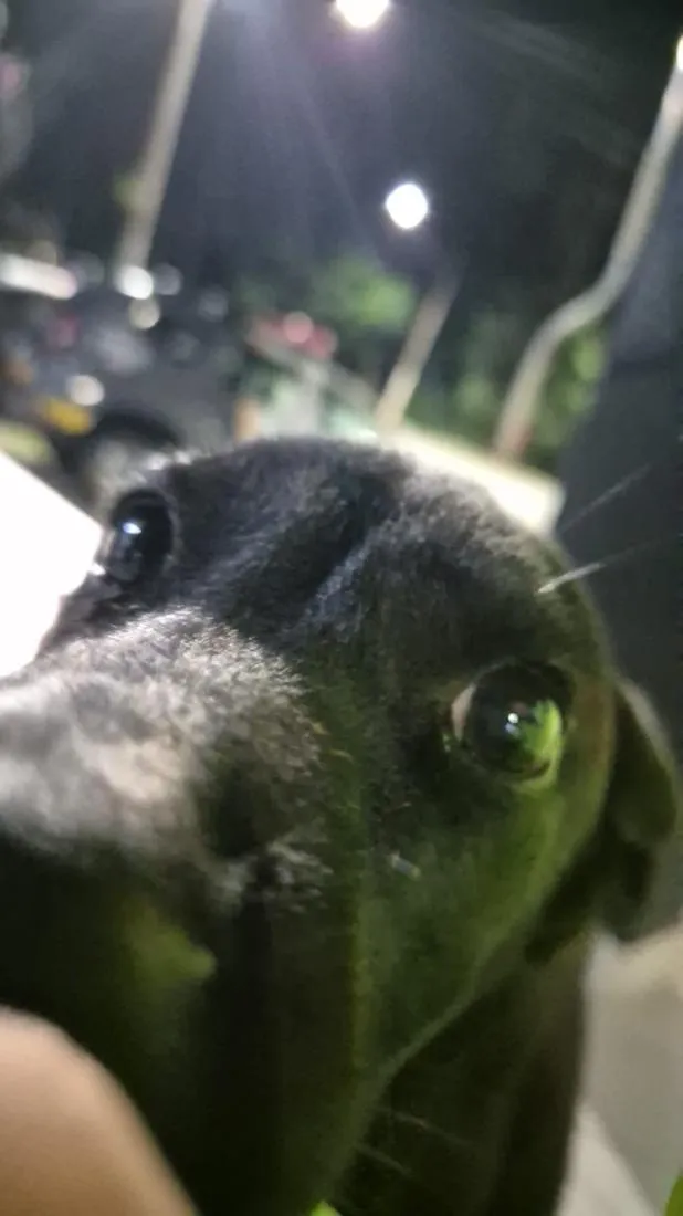 Cachorro raça SRD-ViraLata idade 2 a 6 meses nome Chico