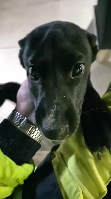 Cachorro raça SRD-ViraLata idade 2 a 6 meses nome Chico