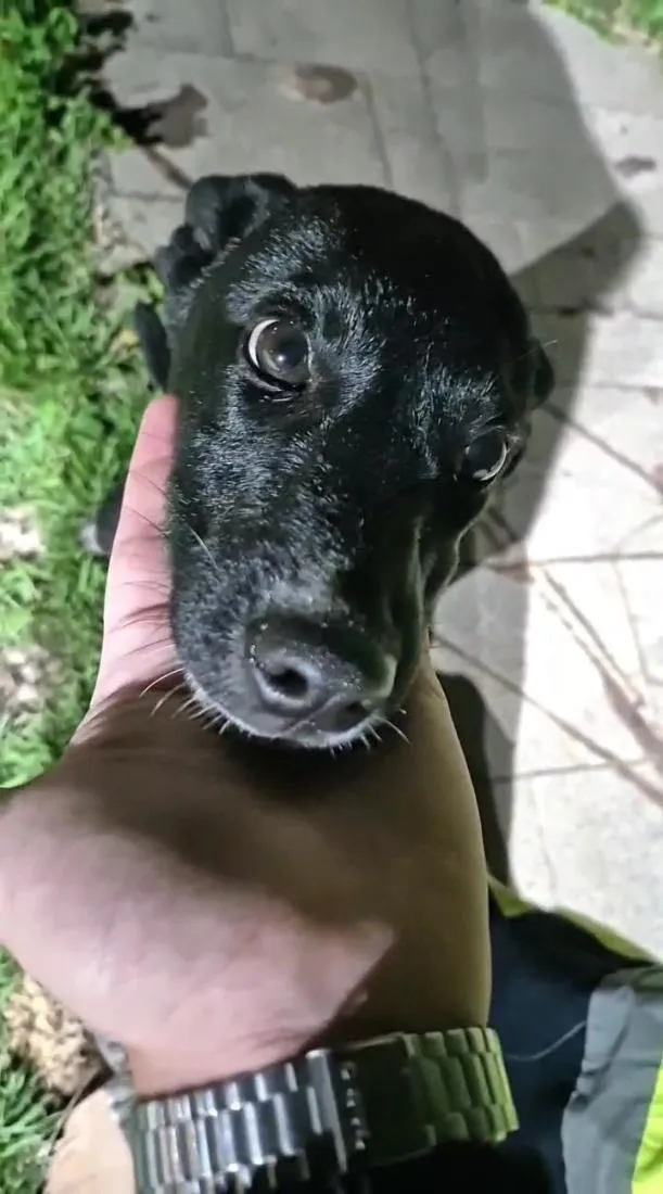 Cachorro raça SRD-ViraLata idade 2 a 6 meses nome Chico