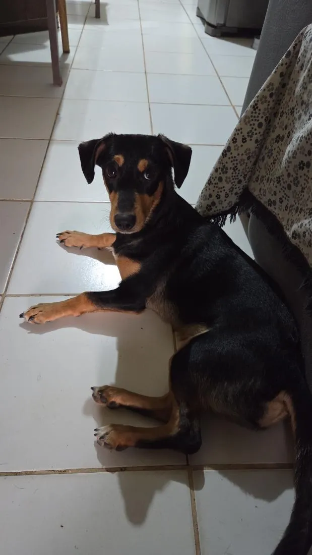 Cachorro raça SRD-ViraLata idade 7 a 11 meses nome meleys