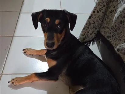 Cachorro raça SRD-ViraLata idade 7 a 11 meses nome meleys