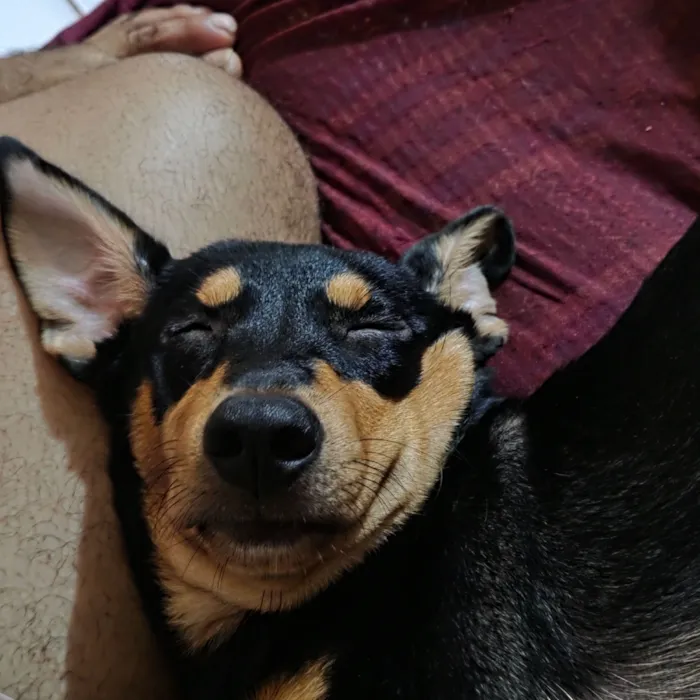 Cachorro raça SRD-ViraLata idade 7 a 11 meses nome meleys