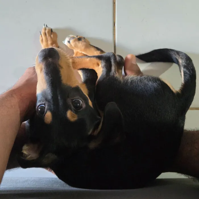 Cachorro raça SRD-ViraLata idade 7 a 11 meses nome meleys