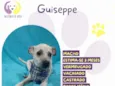 Guiseppe