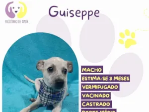 Cachorro raça SRD-ViraLata idade 2 a 6 meses nome Guiseppe
