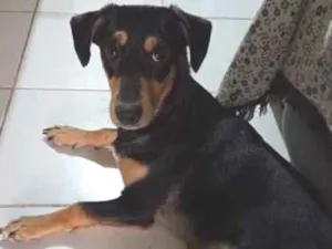 Cachorro raça SRD-ViraLata idade 7 a 11 meses nome meleys