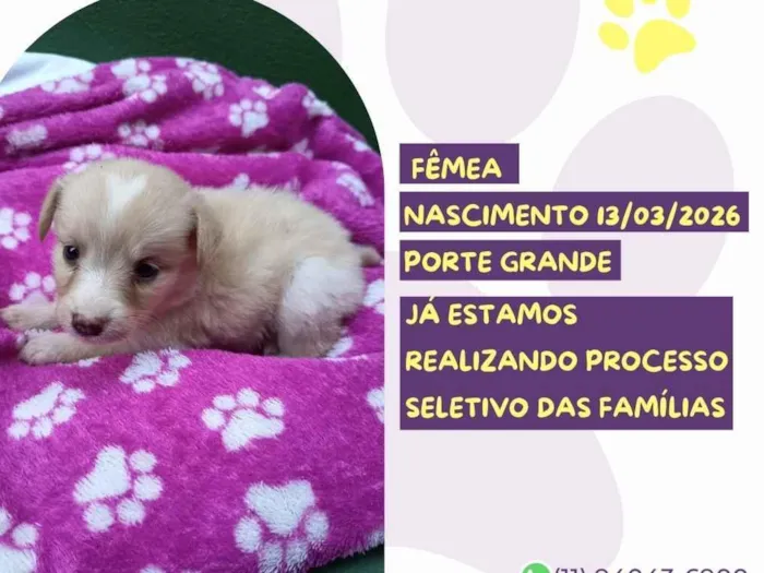 Cachorro raça SRD-ViraLata idade Abaixo de 2 meses nome Aurora