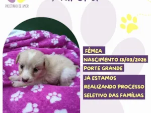 Cachorro raça SRD-ViraLata idade Abaixo de 2 meses nome Aurora