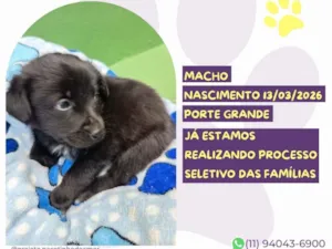 Cachorro raça SRD-ViraLata idade 2 a 6 meses nome Gael