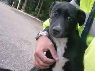 Cachorro raça SRD-ViraLata idade 2 a 6 meses nome Chico