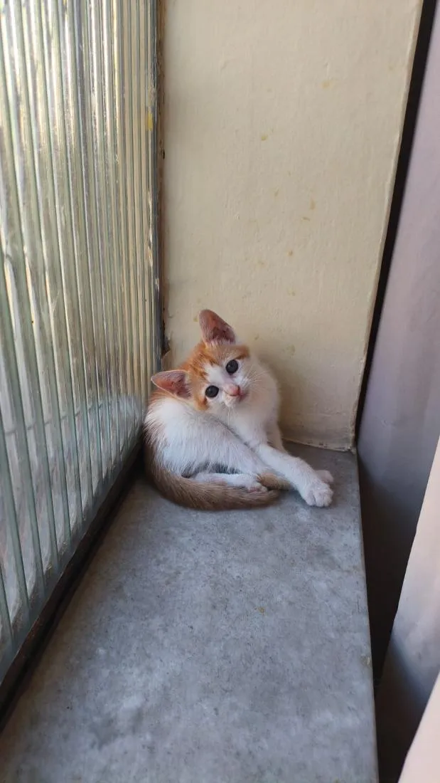 Gato raça SRD-ViraLata idade 2 a 6 meses nome Bebê