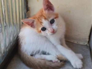 Gato raça SRD-ViraLata idade 2 a 6 meses nome Bebê