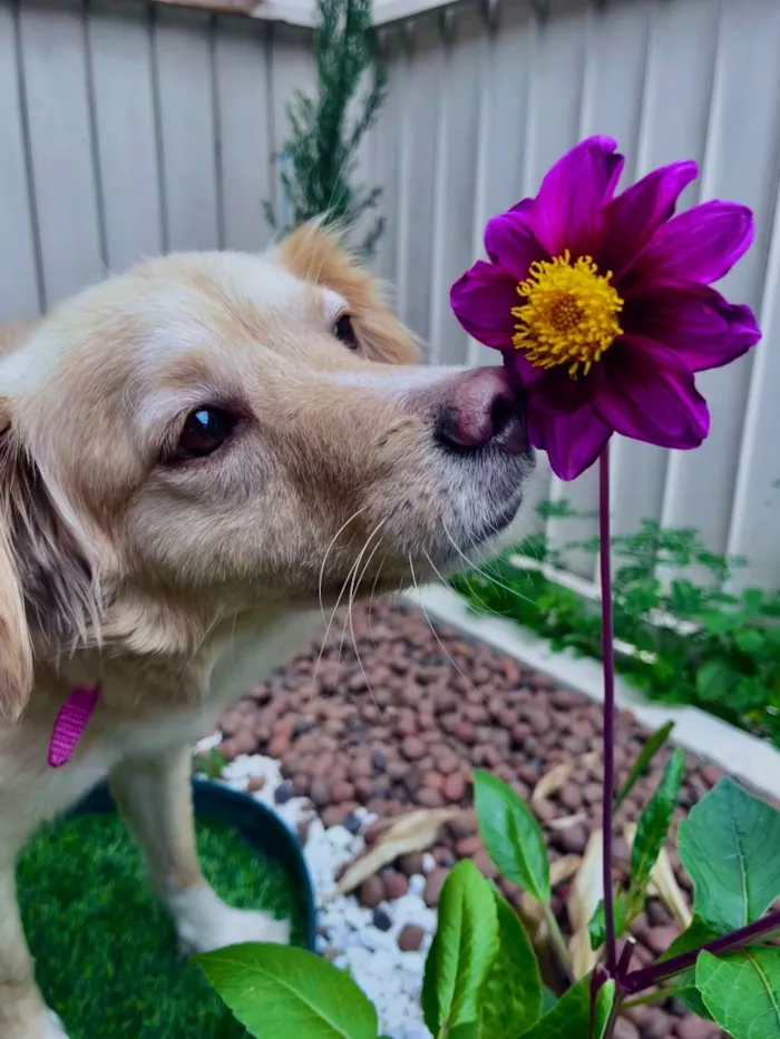 Cachorro raça SRD-ViraLata idade 1 ano nome Serena