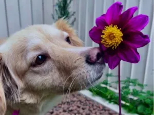 Cachorro raça SRD-ViraLata idade 1 ano nome Serena