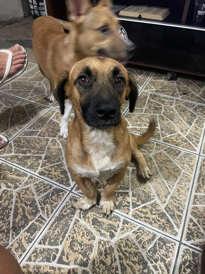 Cachorro raça SRD-ViraLata idade 1 ano nome Garro