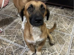 Cachorro raça SRD-ViraLata idade 1 ano nome Garro