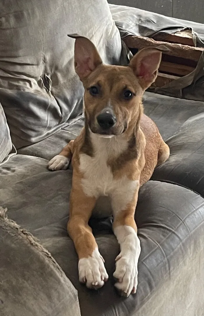 Cachorro raça SRD-ViraLata idade 7 a 11 meses nome Princesa 