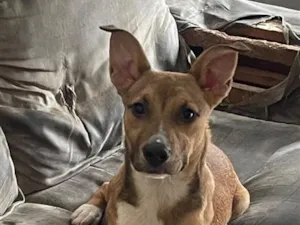 Cachorro raça SRD-ViraLata idade 7 a 11 meses nome Princesa 