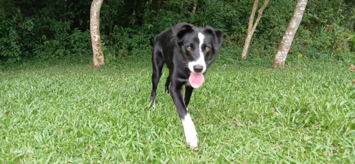 Cachorro raça Labrador idade 7 a 11 meses nome mel