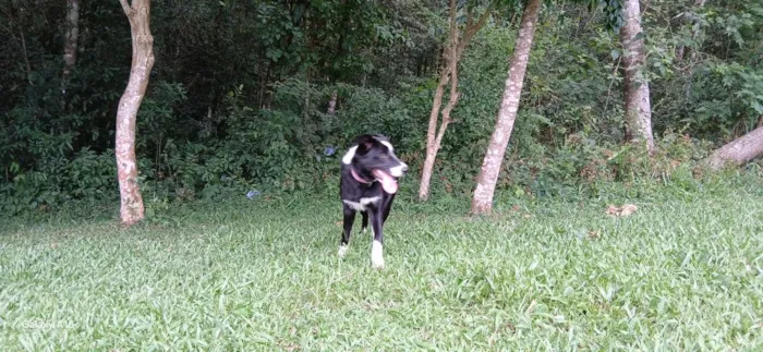 Cachorro raça Labrador idade 7 a 11 meses nome mel