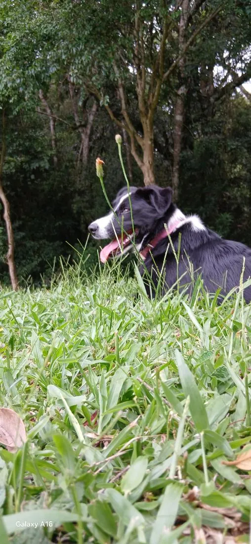 Cachorro raça Labrador idade 7 a 11 meses nome mel