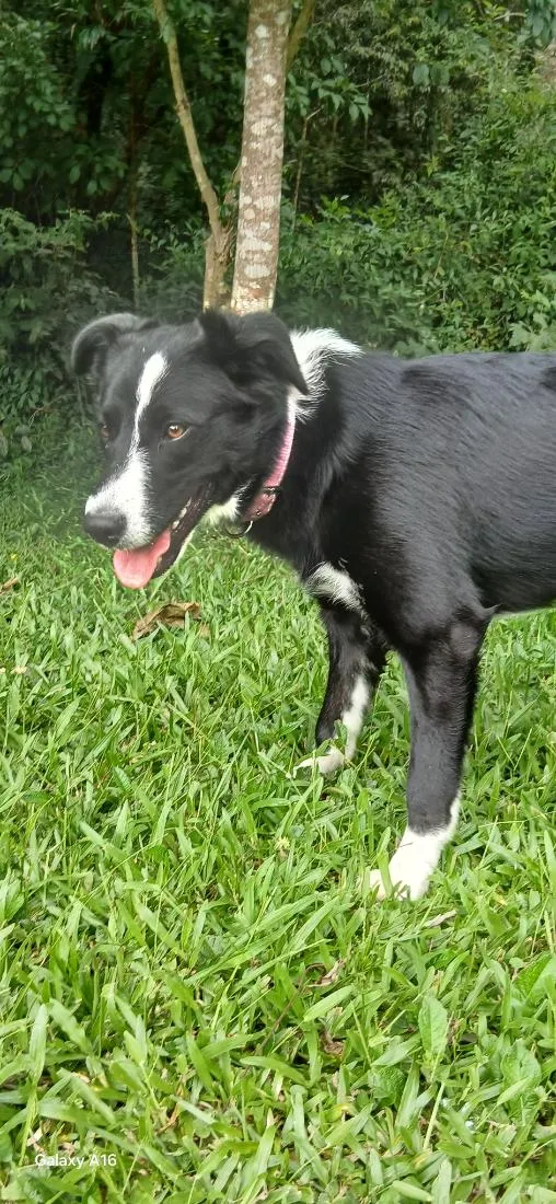 Cachorro raça Labrador idade 7 a 11 meses nome mel