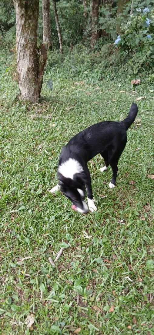Cachorro raça Labrador idade 7 a 11 meses nome mel