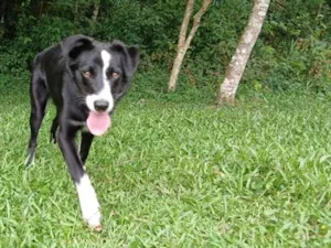 Cachorro raça Labrador idade 7 a 11 meses nome mel