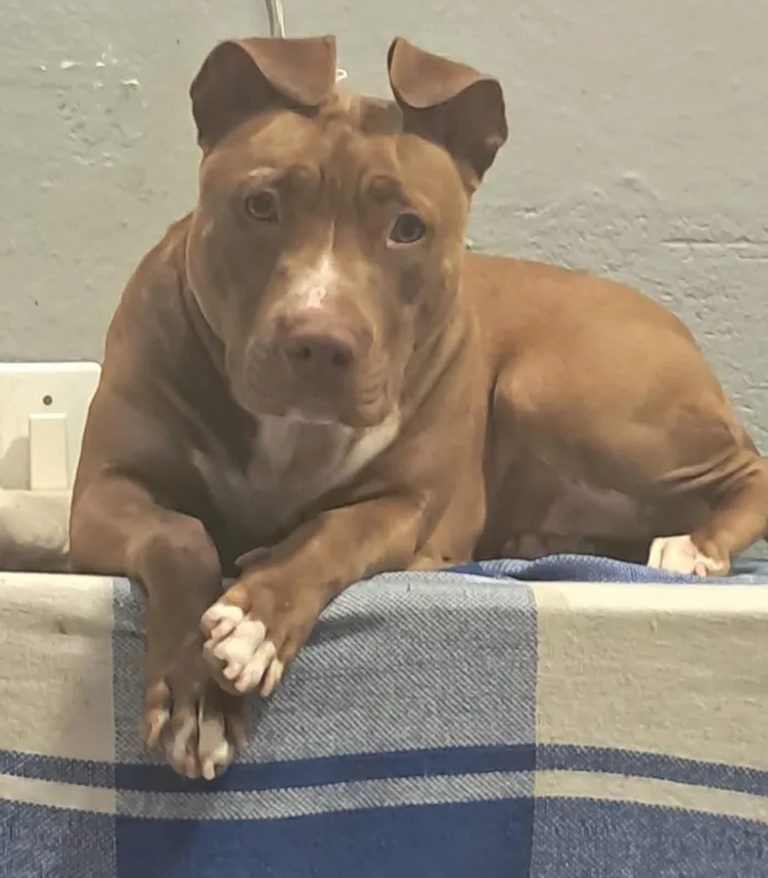 Cachorro raça Pit-Bull idade 2 anos nome Kiara